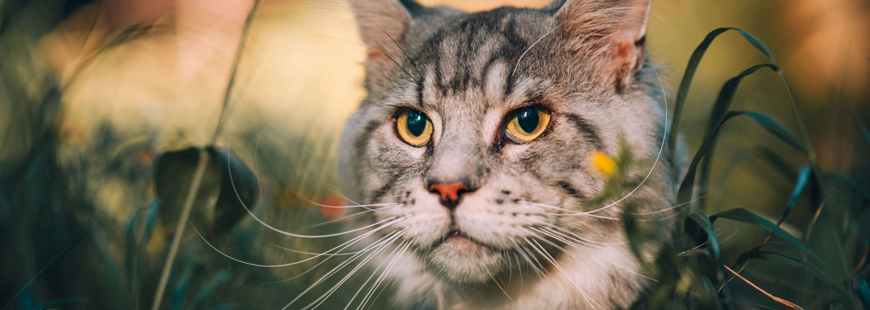 Duck & Turkey Cat Food for Large Breeds