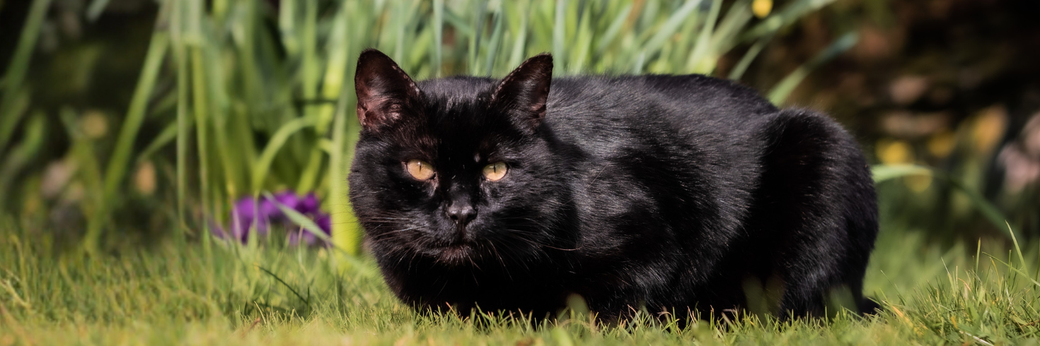 Fresh Chicken & Rabbit Cat Food