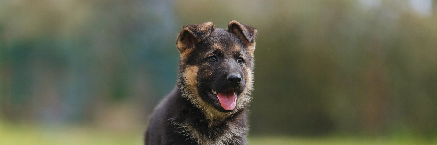 Salmon & Turkey Puppy Food