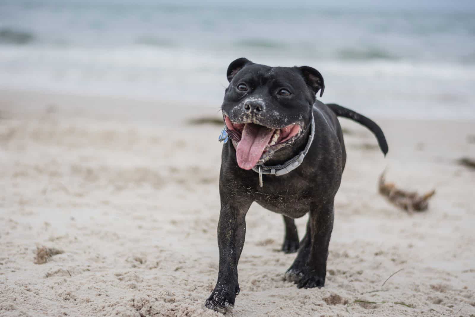 MAINTAINING YOUR PET’S WEIGHT