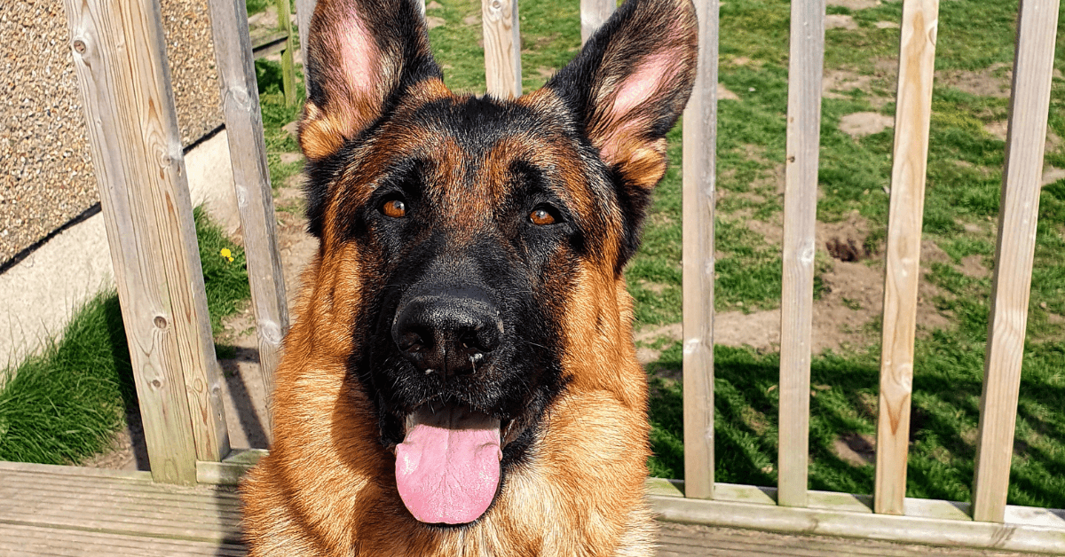 Common Causes of Flatulence in Dogs