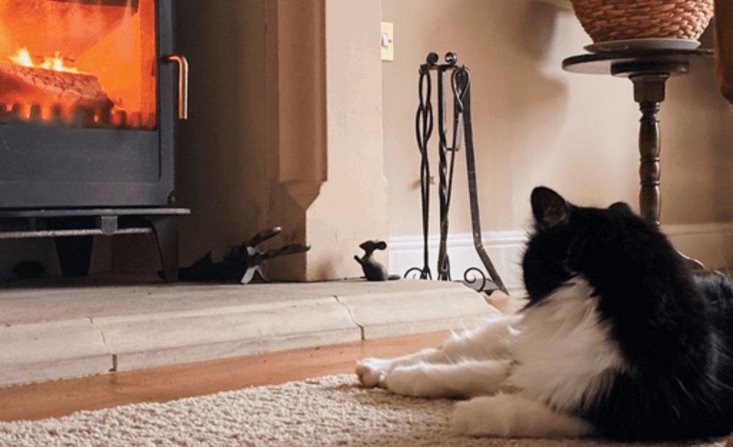 cats