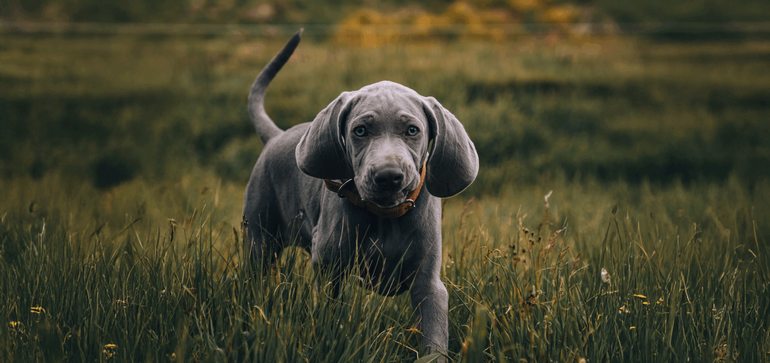 True Fresh Turkey Puppy Food