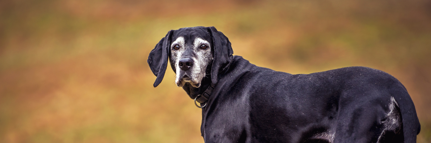 True Fresh Chicken Senior & Healthy Weight Dog Food