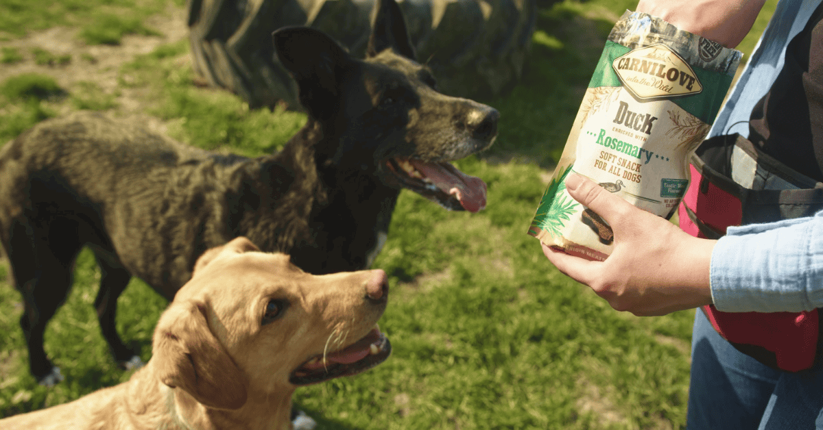 Dog Training Made Easy with Treats
