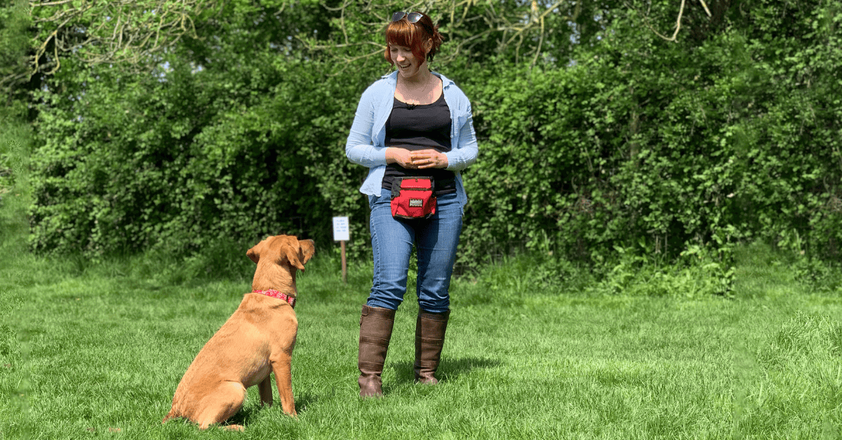 How to Address Dog Behaviour Issues in Adult Dogs
