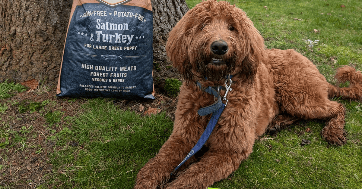 Owner-Trained Assistance Dog (in-training) Humphrey (pictured) is making excellent progress on his journey to become a dedicated support companion