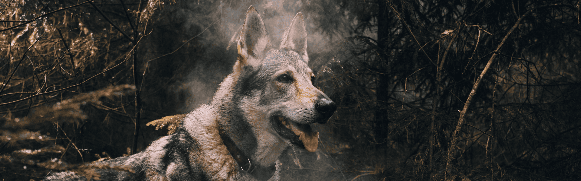 Get Into the Wild with Carnilove