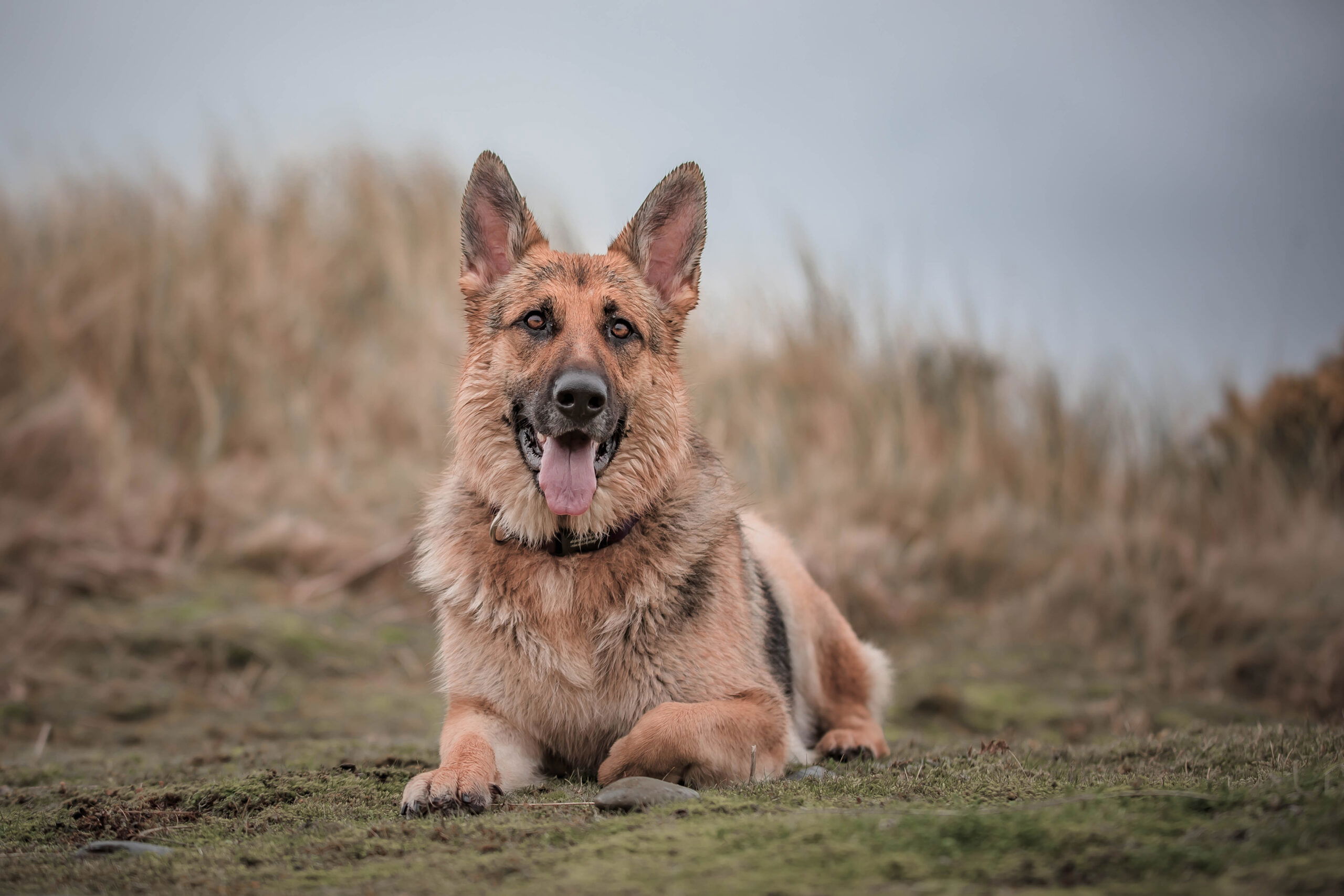 Why Choose Carnilove?