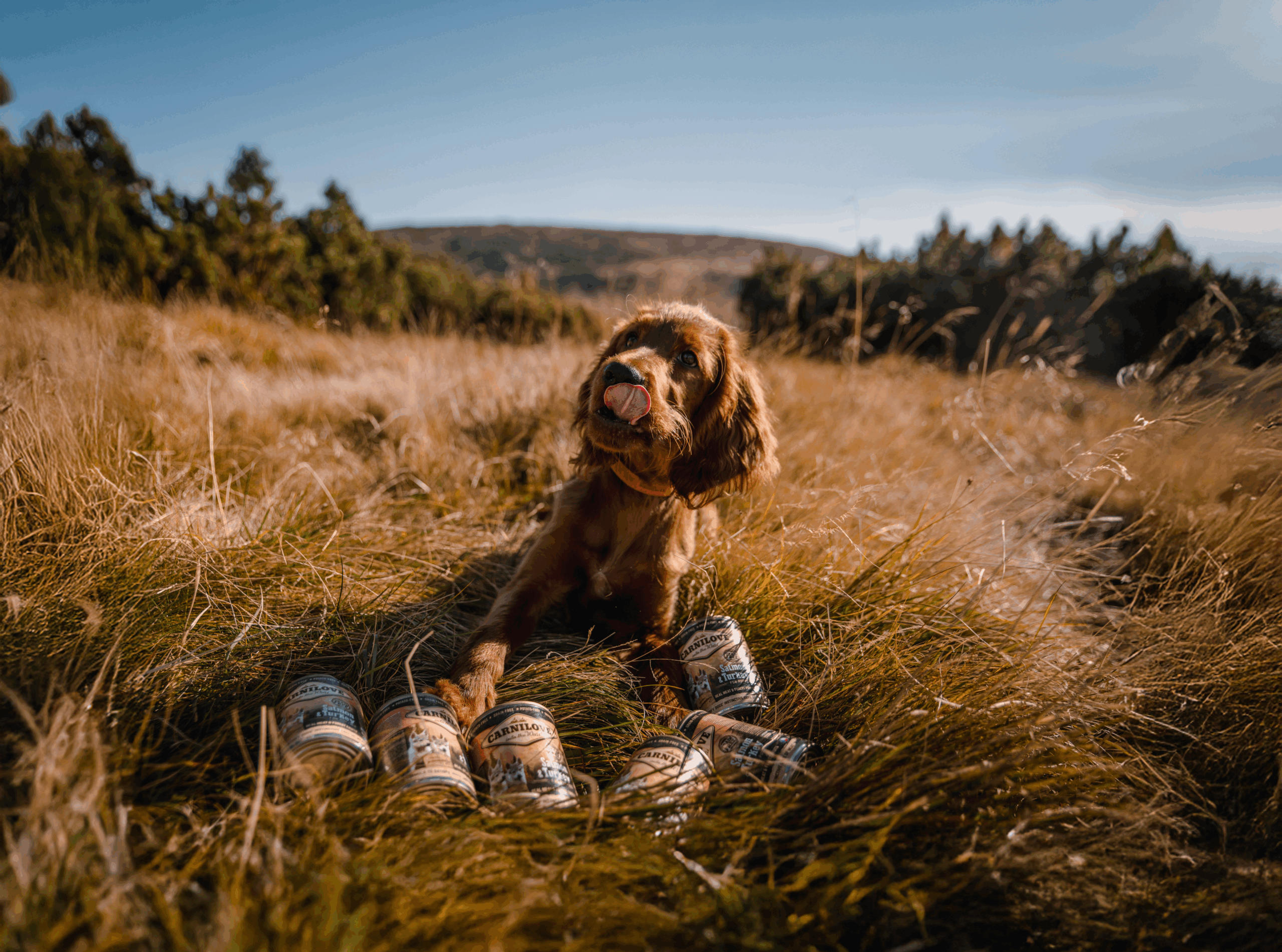 Lamb & Wild Boar Wet Dog Food