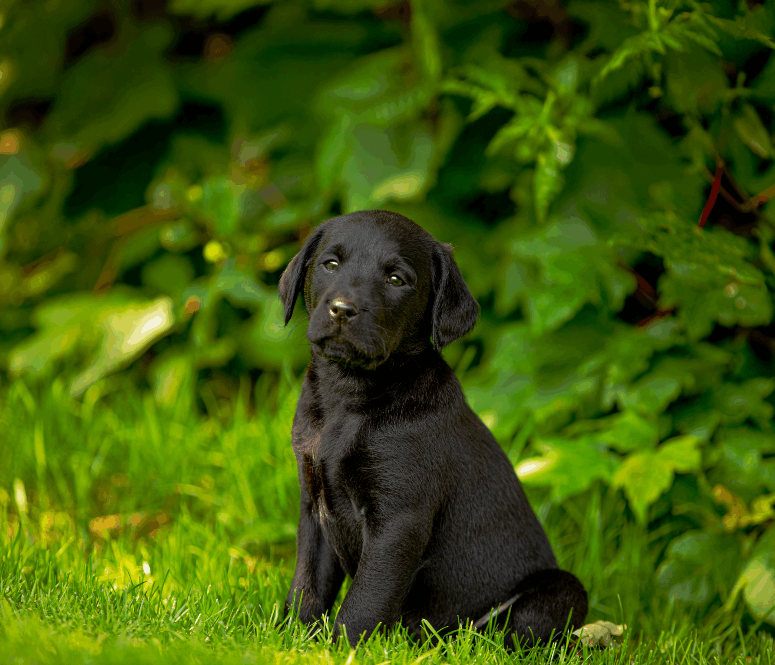 Salmon & Turkey Puppy Food