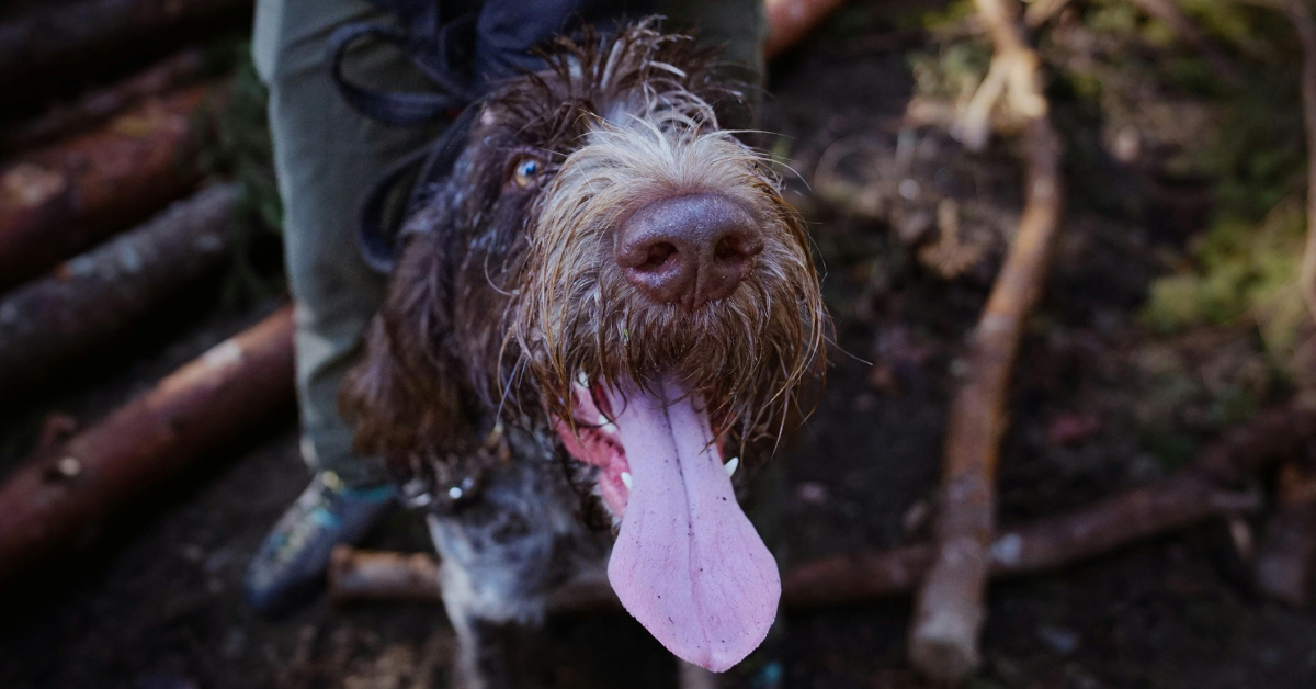 Five Ways to Enrich Your Dog’s Life Over Winter