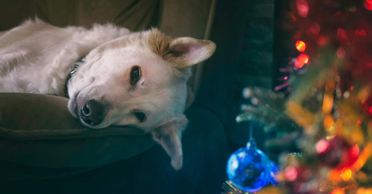 New Year’s Eve with Your Dog: Simple Steps to Help Keep them Relaxed