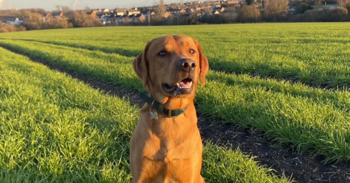 Meet the Ambassador: Percy the Fox Red Labrador
