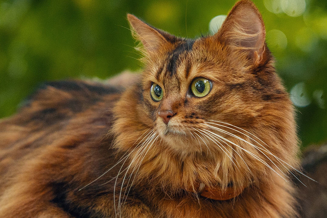 Are Cat Owners Getting Younger?