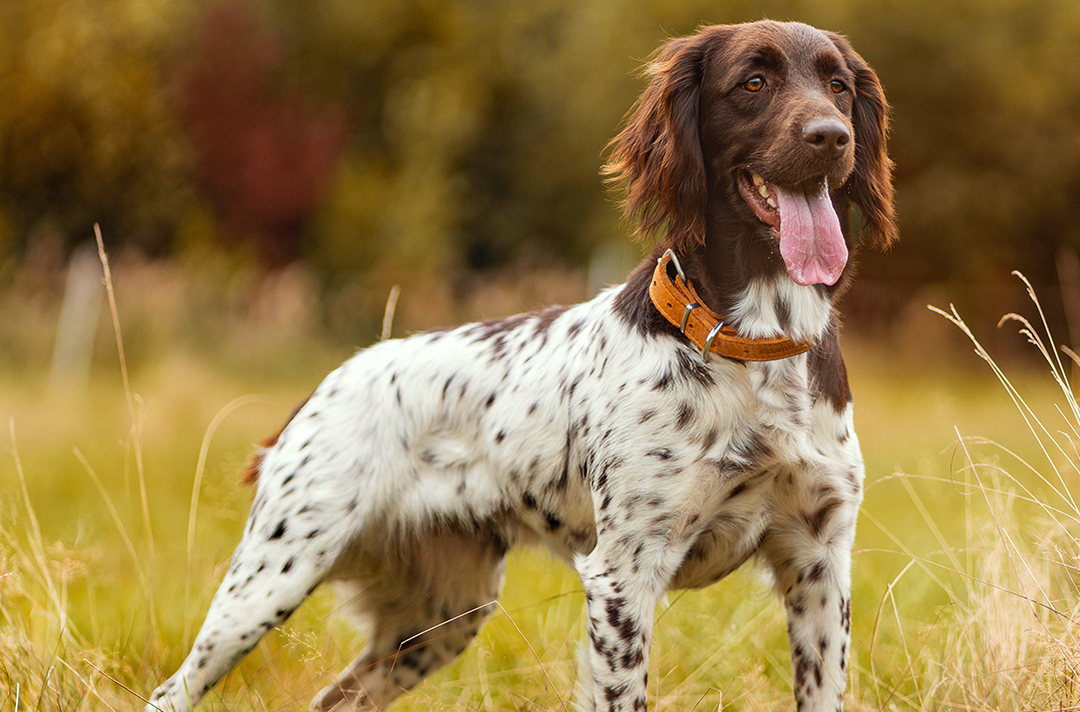 Raw Dog Food vs Kibble: Which Diet Is Better?