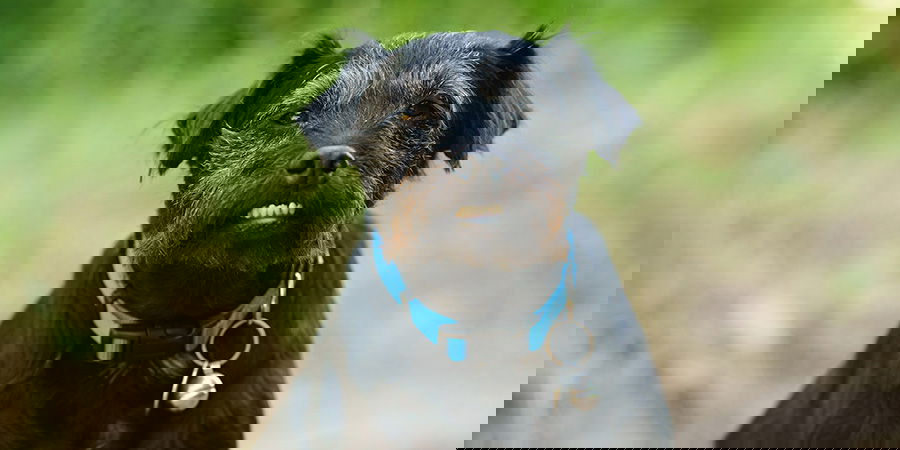 Ted and Carnilove’s Great Read & Treat Giveaway